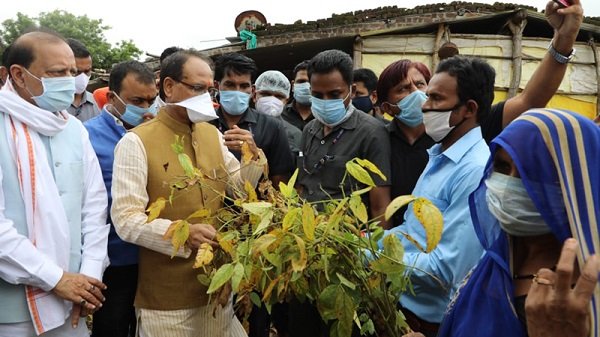 सोयाबीन फसल में हुए नुकसान की भरपाई फसल बीमा एवं राहत राशि को मिलाकर की जायेगी- मुख्यमंत्री श्री चौहान